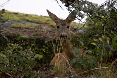 Portrait of deer in forest