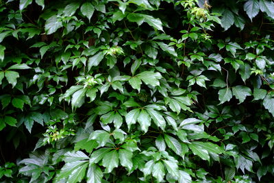 Close-up of plants growing in forest