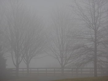 Bare trees in foggy weather