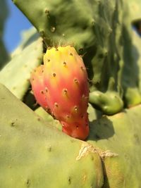 Close-up of prickly pear cactus