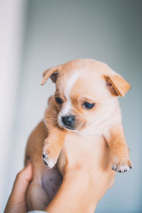 Low section of woman holding puppy