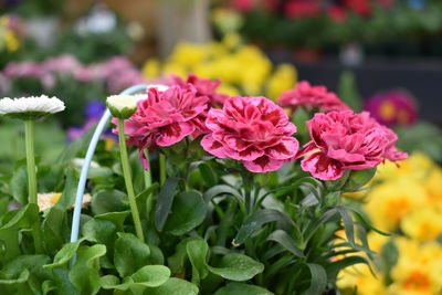 Close-up of pink flowering plants