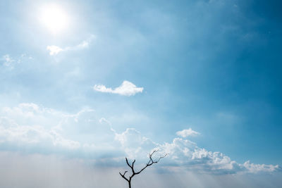 Low angle view of branch against sky