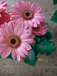 Close-up of pink daisy