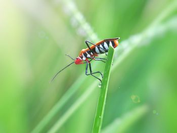 Insects in the morning sun