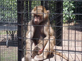 Monkey in cage