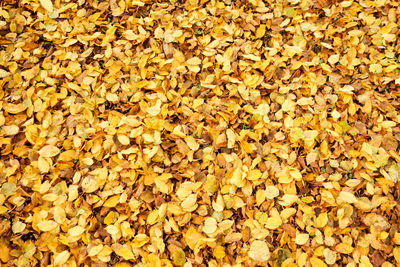 Full frame shot of yellow autumn leaves