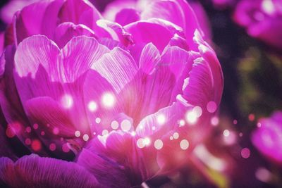 Close-up of pink rose flower