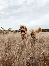 Lucy in field
