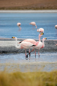 View of birds on beach