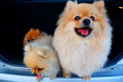 Portrait of two dogs