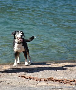 Dog standing on shore