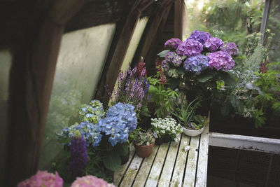 Flowers on window