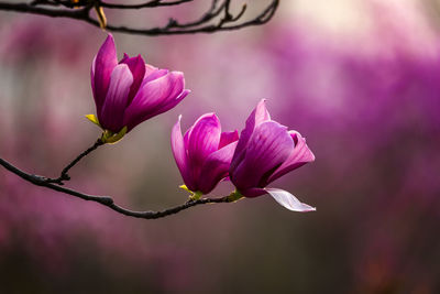 Close-up of pink flower