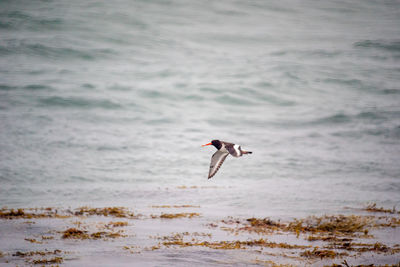 Oystercatcher flying over the sea.