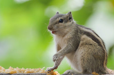 Close-up of squirrel