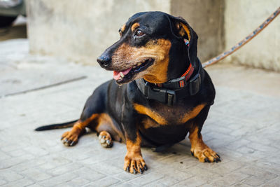 Close-up of dog sitting outdoors