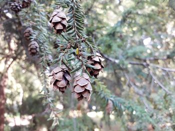 Low angle view of pine cone on tree in forest