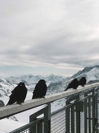 Black birds contrasing the scenery