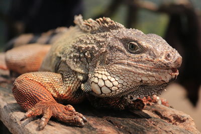 Close-up of a lizard