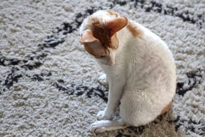 Cornish rex cat 