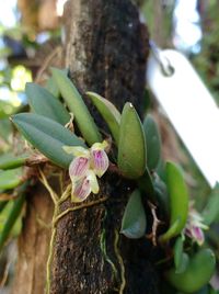 Close-up of flower growing on tree trunk