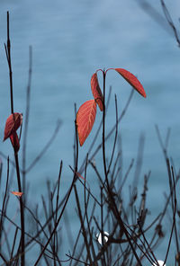 Wild plants vi, canadian rockies