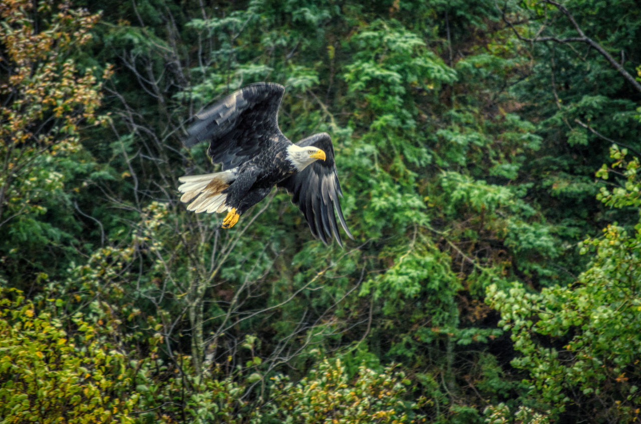 CLOSE-UP OF A BIRD FLYING OVER A FOREST