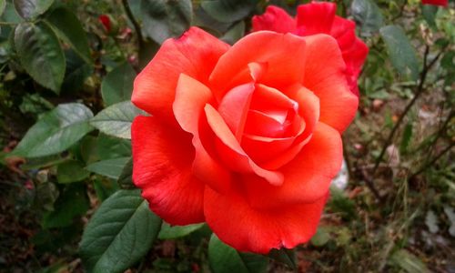 Close-up of red rose