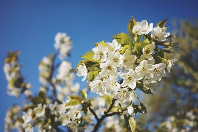 Close-up of cherry blossoms against sky