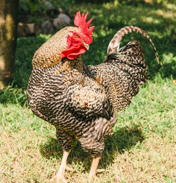 Close-up of rooster on land