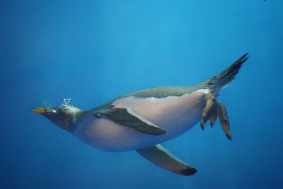 Close-up of fish swimming in sea