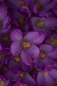 Full frame shot of pink flowering plant