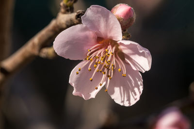 Close-up of cherry blossom