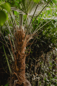 Close-up of pine tree