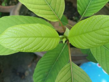 Close-up of fresh green leaves