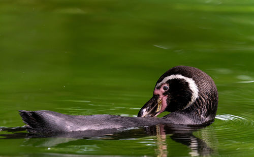 Close-up of duck swimming in lake