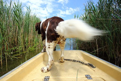 Rear view of dog standing on boat in lake amidst plants against sky