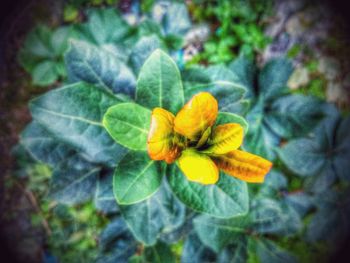 Close-up of yellow flowers