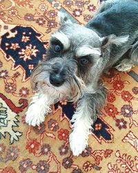 High angle portrait of dog on bed at home