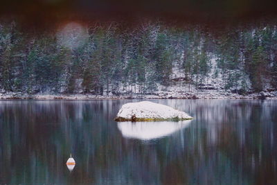 Scenic view of lake in forest