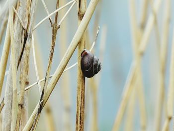 Close-up of snail on stem