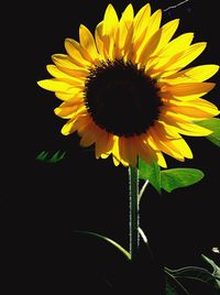 Close-up of sunflower against black background