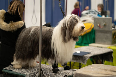 Sheepdog is standing up on a dog grooming table
