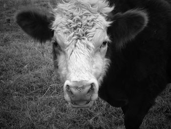Portrait of cow on field