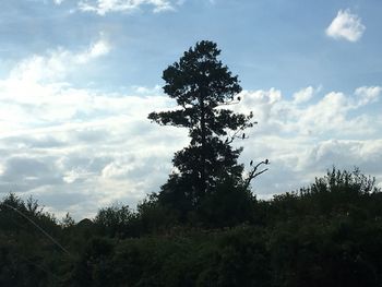 Trees in forest against sky