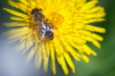 Close-up of honey bee on yellow flower