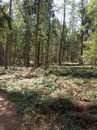 Trees growing in forest