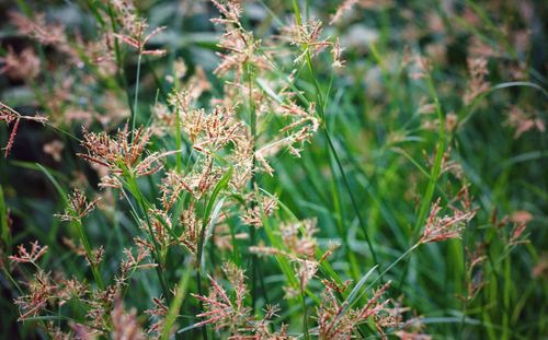 Close-up of flowering plants on field