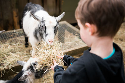 Close-up of boy feeding goats